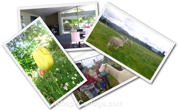 Te Anau Lakeview Holiday Park ($NZD18 seorang) dengan sisa-sisa bunga tulip yang tinggal dan private tour ke ladang Alpaca- bulu dia mahal lagi dari bulu kambing